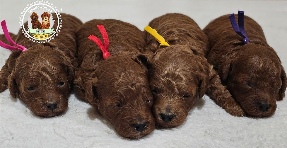 Mini Poodle Puppies for sale