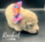 How much for a Mini Goldendoodle