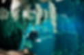 Cavern, Scuba Dive, Snorkel, cancun, go diving, Cozumel, Playa Del carmen, Tulum, Cenotes, cenote ex