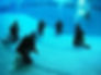 Cavern, Scuba Dive, Snorkel, cancun, go diving, Cozumel, Playa Del carmen, Tulum, Cenotes, cenote ex