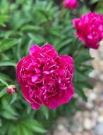 IMG_4821.jpeg