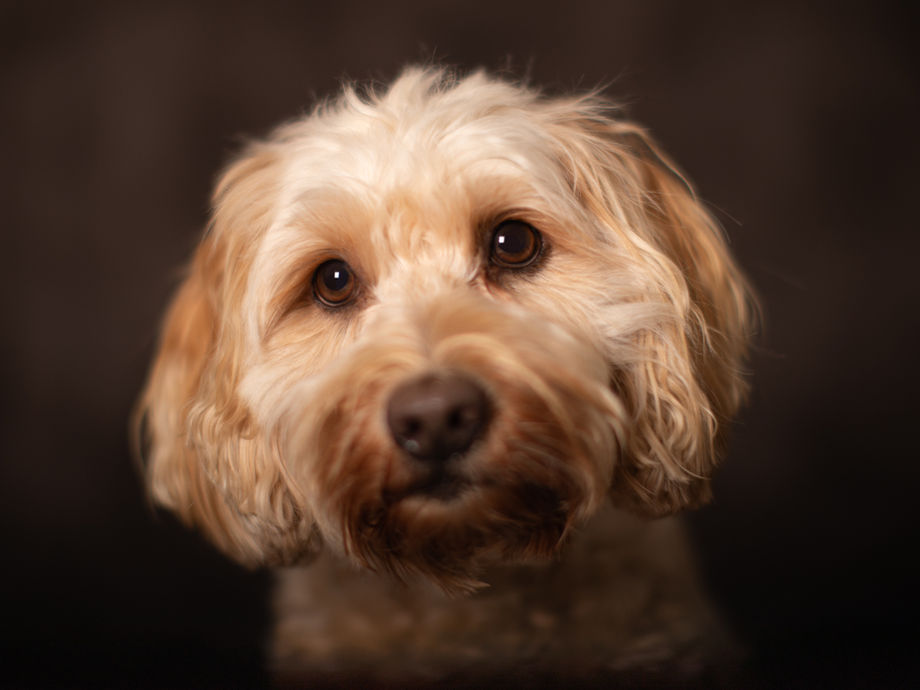 Honden fotograaf aan huis, klassiek portret van jouw trouwe viervoeter