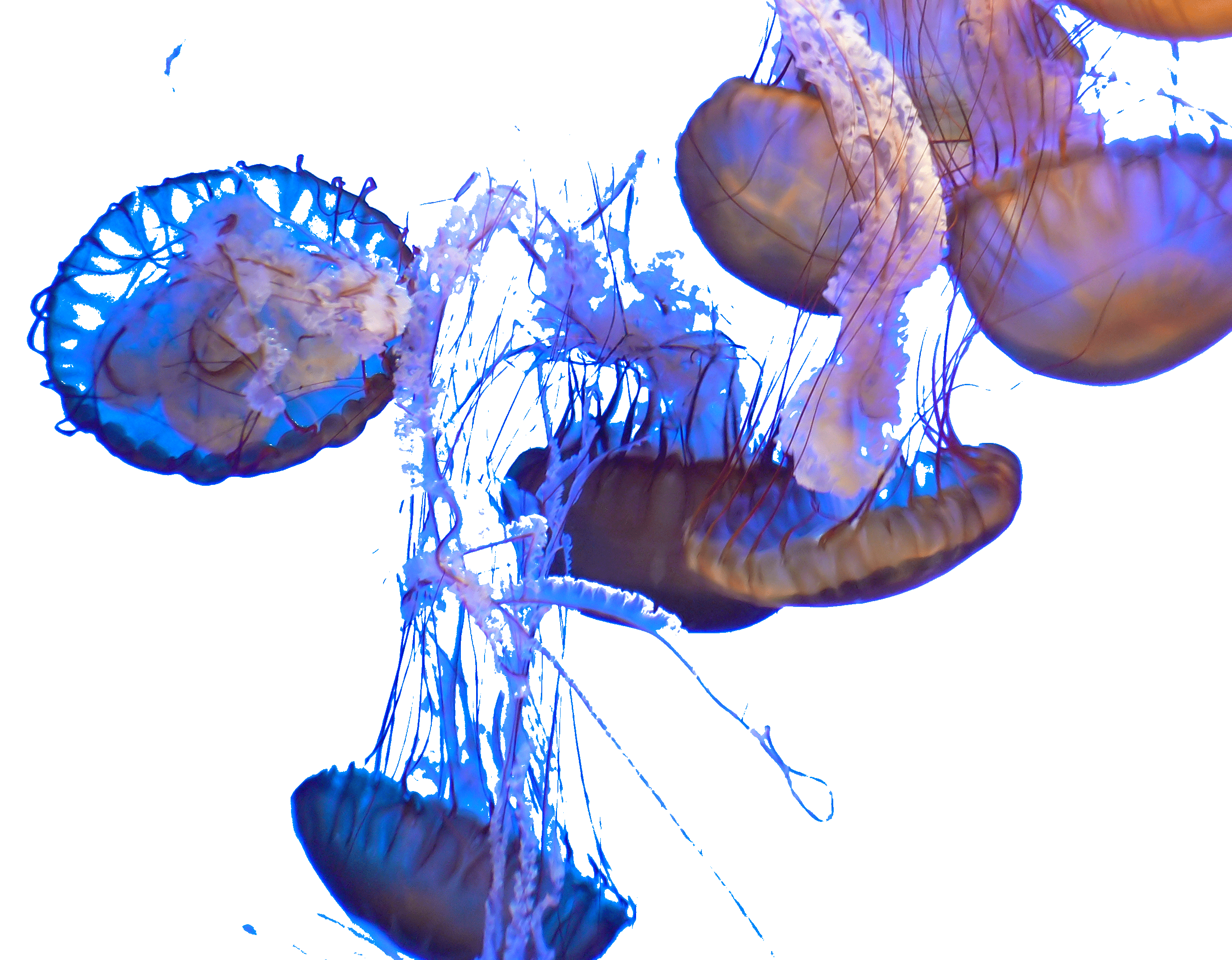 Seminar | Duncan M. Yoon: 'Toward the Global South Novel: Africa, China, and Bofane's Congo Inc.'