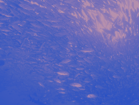 Kräfte im Zodiac - Fische