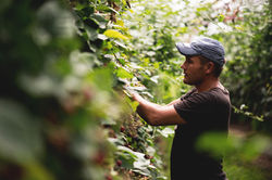 Mitarbeiter am pflücken