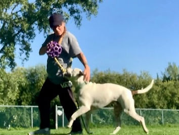 Entrainement marche au pied 