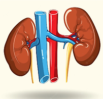 riñon (2).png