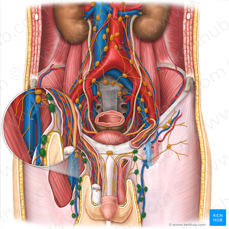 Anatomía hombre