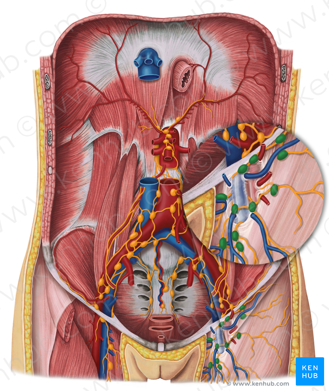 Anatomía mujer