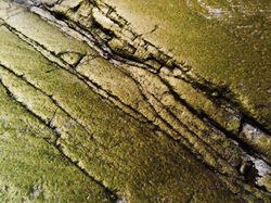 Texture. Photo by Tess