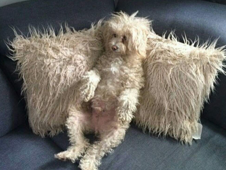 Rick Perry's Poodle 