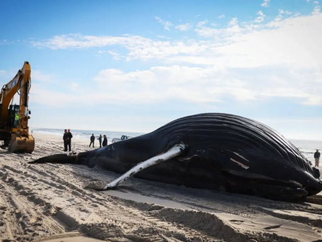beached whale rescue youtube video