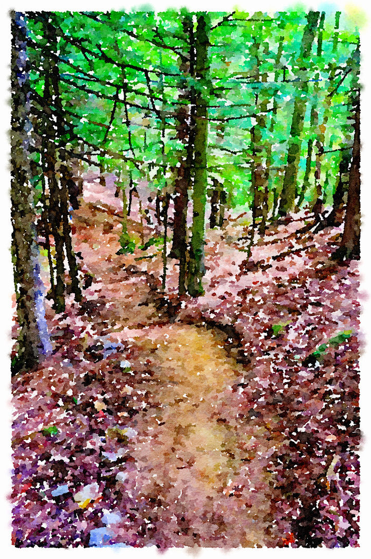 W/C Wooded Trail