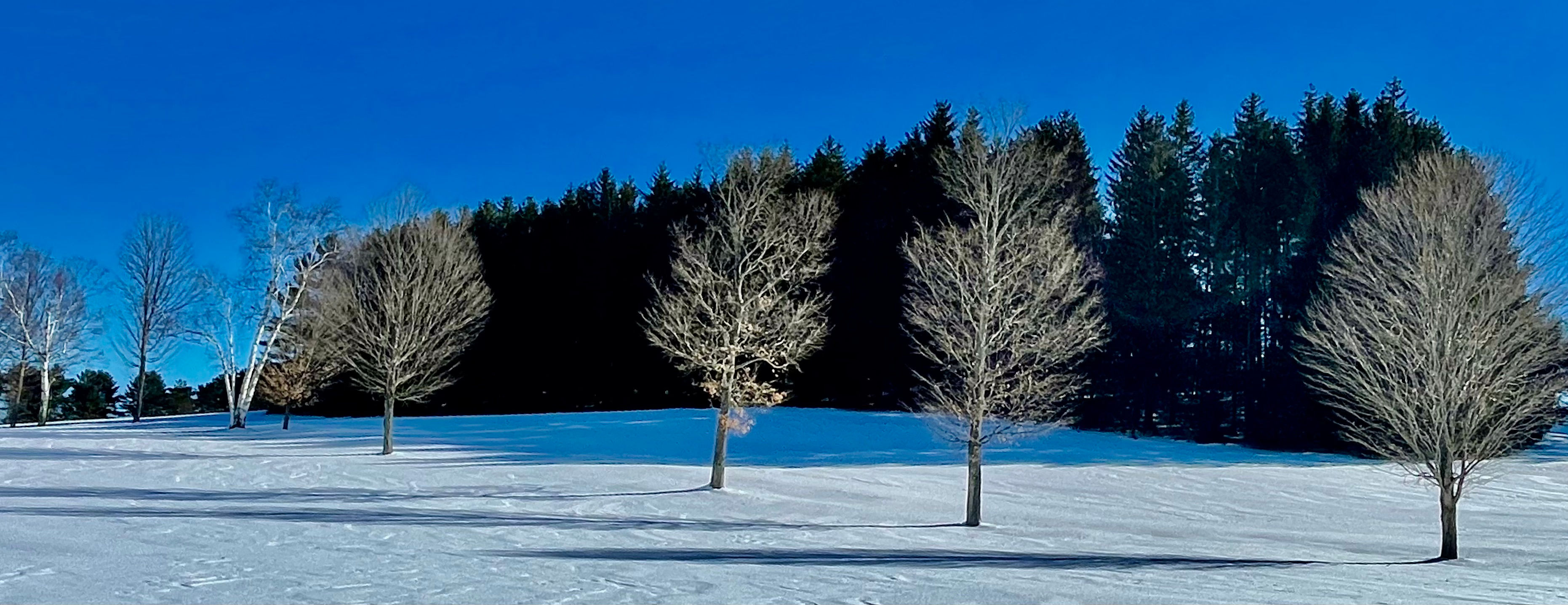 Trees in A Row