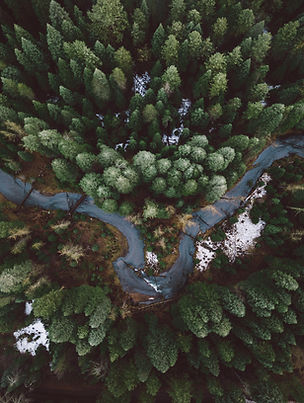 Rainforest Action Initiative