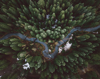 Rainforest Action Initiative