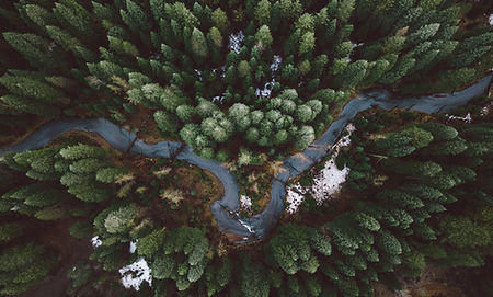 Rainforest Action Initiative