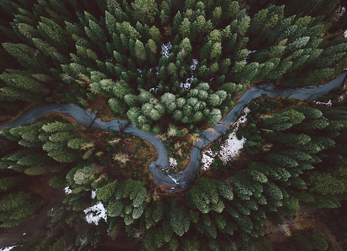 Rainforest Action Initiative