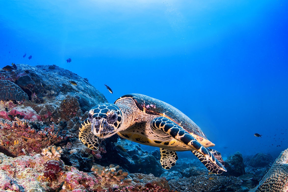  Close up of sea turtle