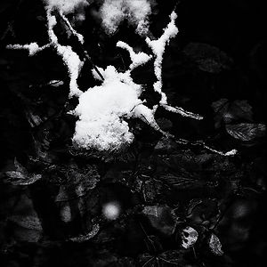 SOIL48 copie.jpg