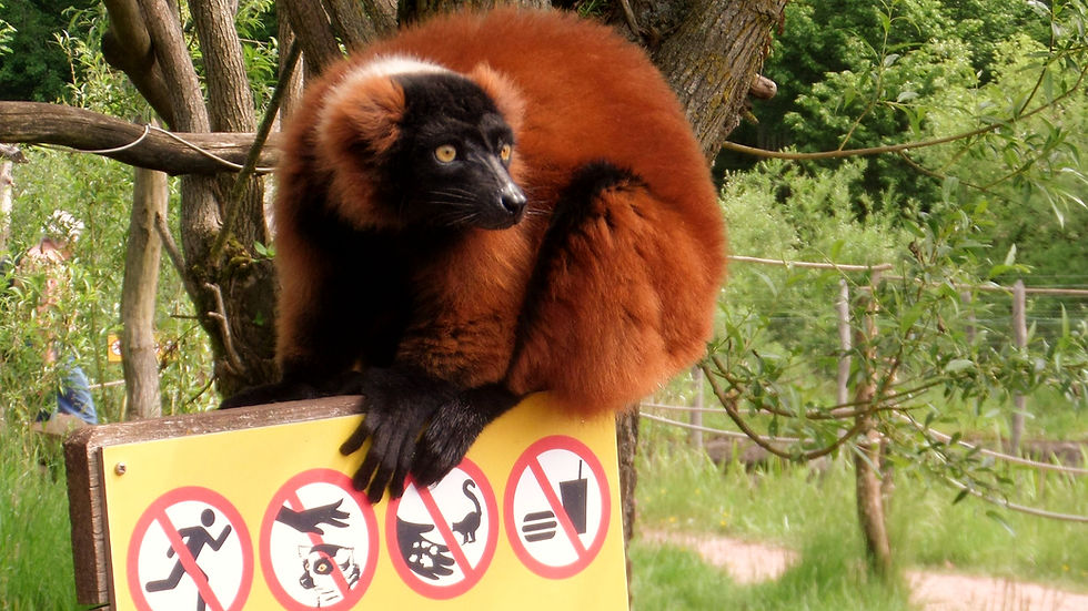 Les L muriens De Madagascar Un Tr sor Unique Au Monde Les L muriens De Madagascar Un Tr sor Unique Au Monde