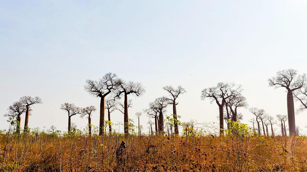 Champs de manioc dans une forêt de baobabs. Morondava, Madagascar