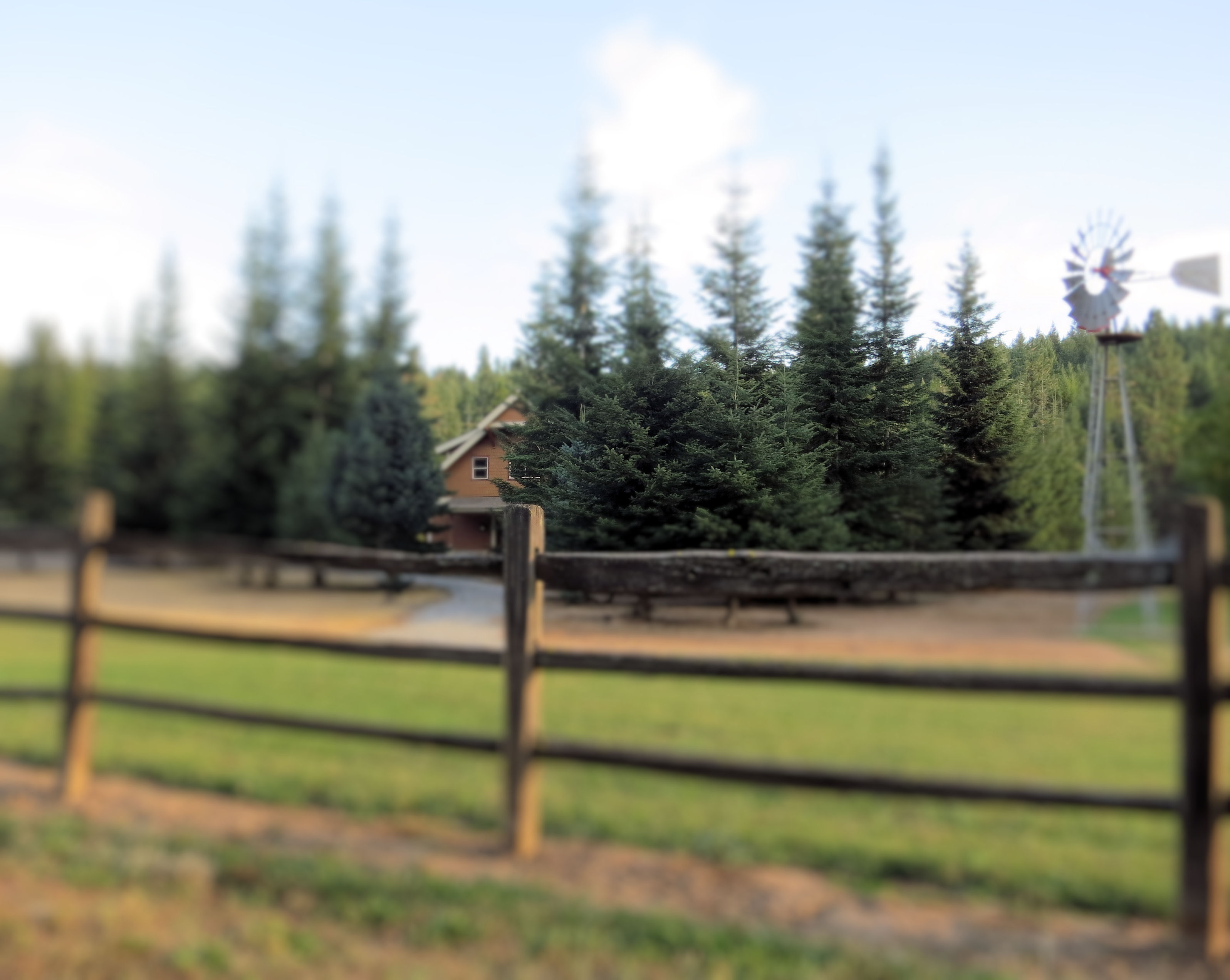 Theodore's Thicket / Christmas Tree Farm / Colbert, WA