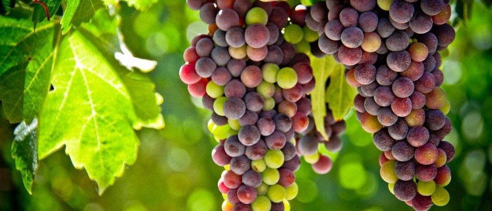 Transitional Wine Seminar