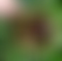 Årets första sådder i Januari