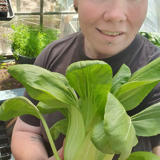 Pak-Choi utmaningen 2026