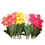 Thumbnail: Orchid Flower Bunch