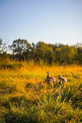 Heritage Hill Farm, Lamar Arkansas