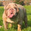 Thumbnail: Commonwealth Bulldog’s Mixon