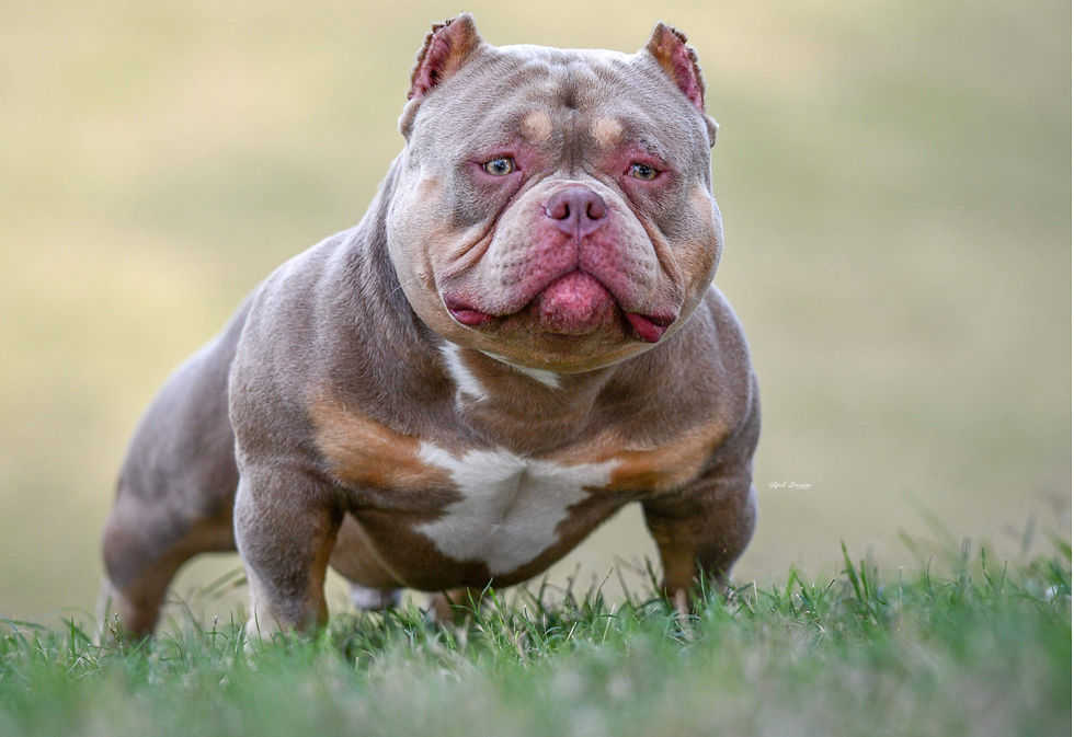 Boss Style Bullyz Da Cowboy of TBP