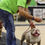 Thumbnail: CH Bando Bullies Wish Bone