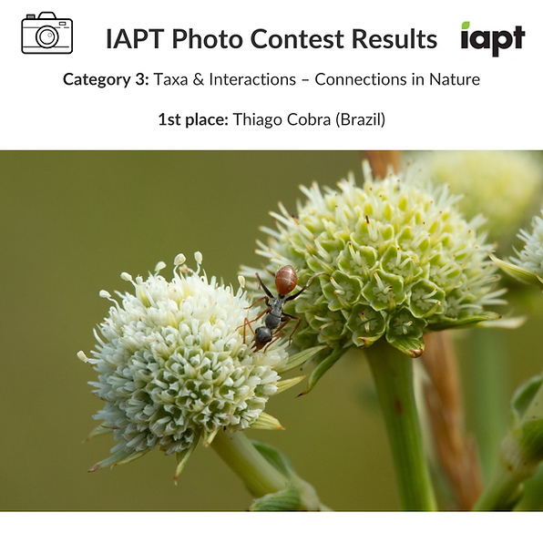 08 - Category 3 - 1st place.png