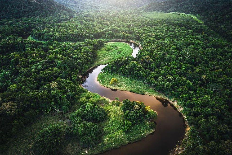 Sacred Path - in search of wisdom in the jungle