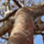 Palo Santo Tree - Bursera graveolens