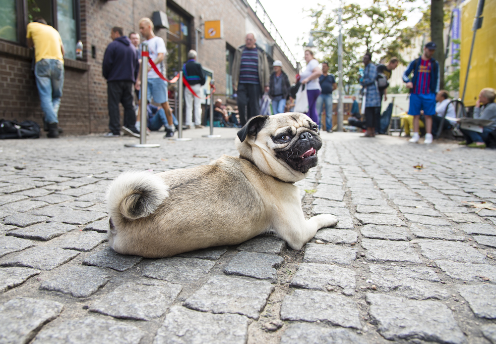 Arnold, der Mops vom Bahnhof Zoo