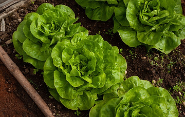 salad-4267063_1920.jpg