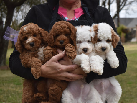Poodle toy pret online