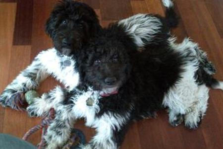 Doodle Party