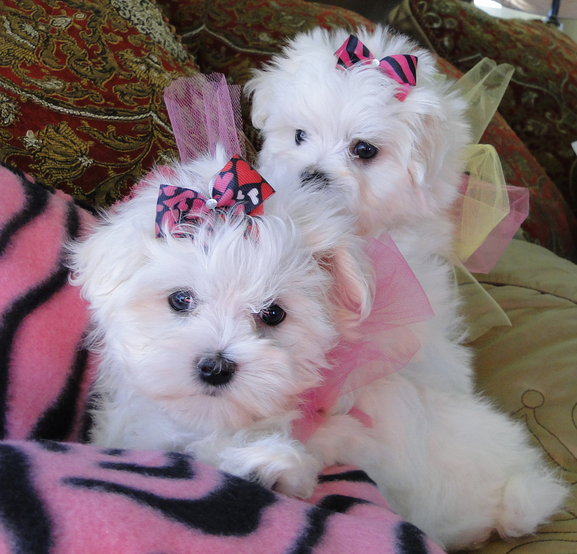 Teacup Puppies | Dallas-Fort Worth DFW Texas ...