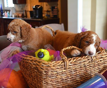 redpoodles.jpeg