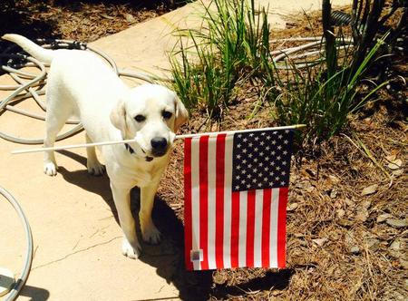 Patriotic Pup
