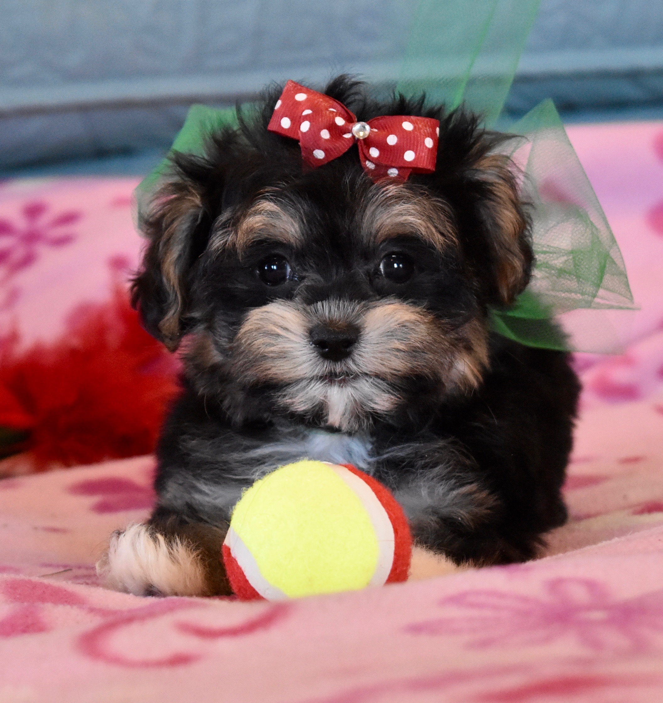 Teacup Puppies | Dallas-Fort Worth DFW Texas ...