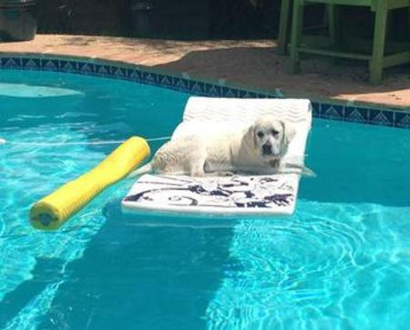 Labs Love Water