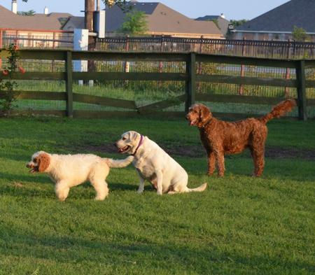 threedoggies.jpeg