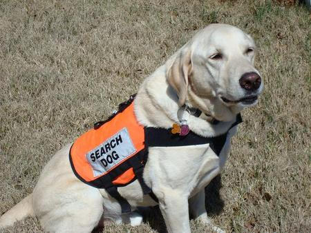 Storm the Search Dog
