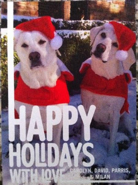 We Love Our White Lab Bear!